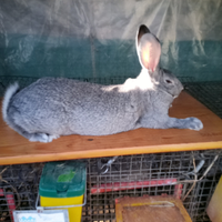 Coniglio grigio di Carmagnola