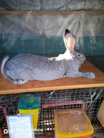 Coniglio grigio di Carmagnola