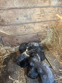 Incrocio Pitbull - Dogo Sardo