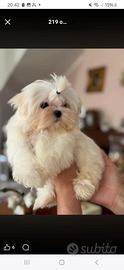 Cucciolo di malitpoo super micro