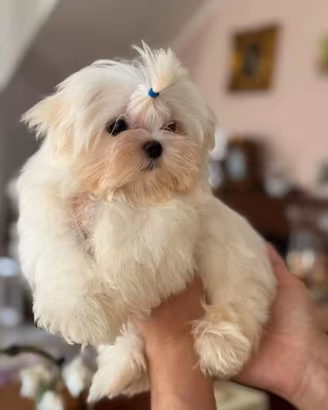 Cucciolo di malitpoo super micro