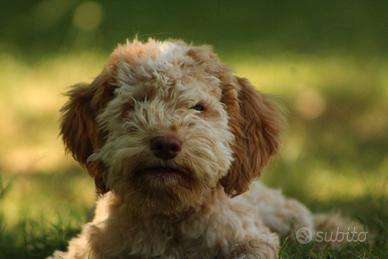 Cuccioli di Lagotto Romagnolo