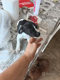 cucciole jack Russell nani zampa corta 