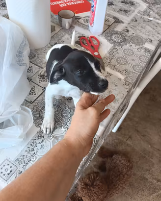 cucciole jack Russell nani zampa corta 