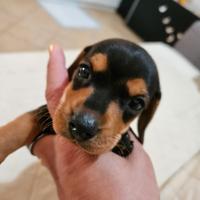 Bassotto nero focato toy