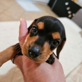 Bassotto nero focato toy