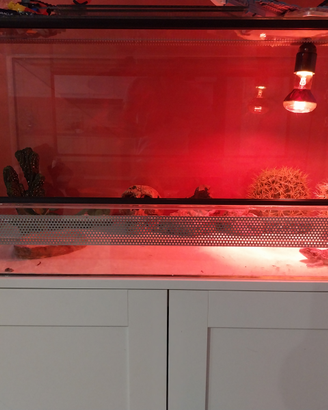 Teca pogona