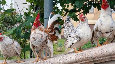 Gallina serama