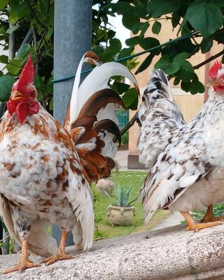 Gallina serama