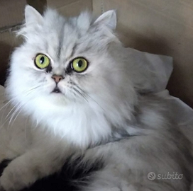 Persiane chinchilla