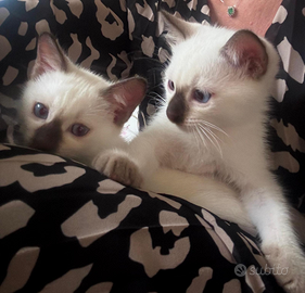 Cuccioli THAI (siamesi tradizionali)