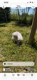 Cuccioli di maltese