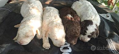 Lagotto romagnolo - tartufi