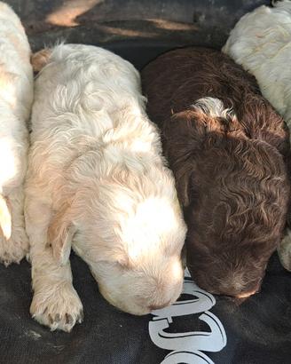 Lagotto romagnolo - tartufi