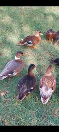 Anatre Mignon call duck