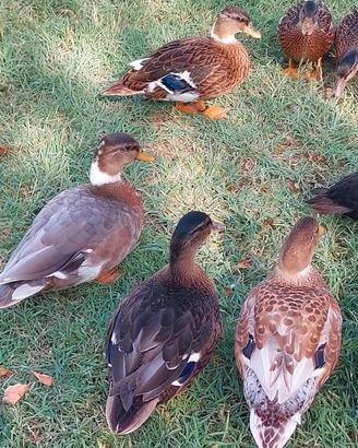 Anatre Mignon call duck