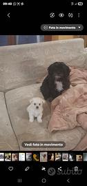 Ultima morkie rimasta dei sei