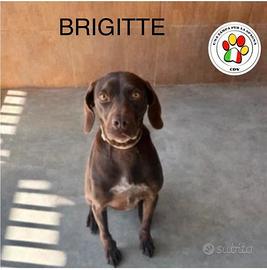 ADOZIONE BRIGITTE - femmina mix braco marrone