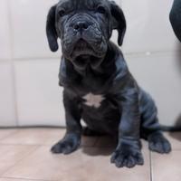 Mastino Napoletano