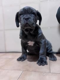 Mastino Napoletano
