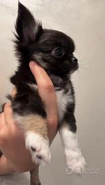 Cuccioli di chihuahua