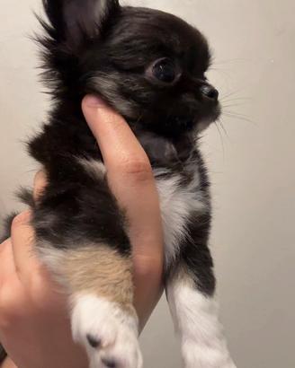 Cuccioli di chihuahua