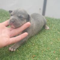 Pitbull tricolor