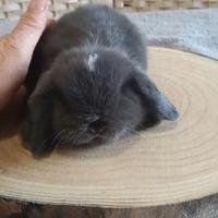 Coniglietti Mini Lop
