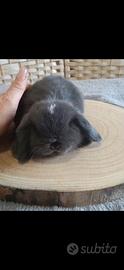 Coniglietti Mini Lop