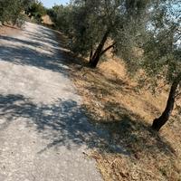🪴 Manutenzione Giardini e Aree Verdi