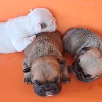 Femminucce bulldog francese