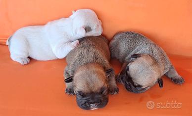 Femminucce bulldog francese