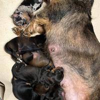 Bassotti nani a pelo duro