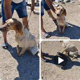setter inglese