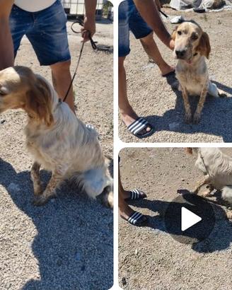 setter inglese