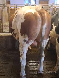 Toro simmental