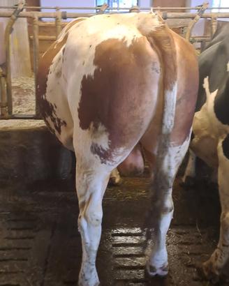 Toro simmental