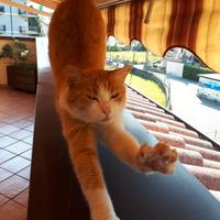  tenda da sole Gibus elettrica con sensore ve