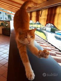  tenda da sole Gibus elettrica con sensore ve