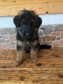 Cucciolo pastore tedesco