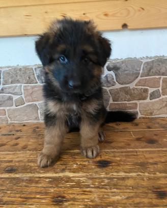 Cucciolo pastore tedesco