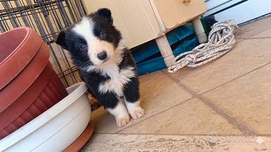 Cuccioli border collie