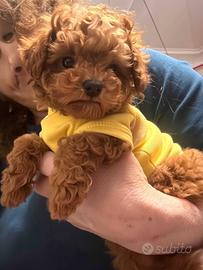 Barboncino red con pedigree enci