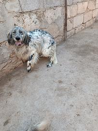 Setter inglese