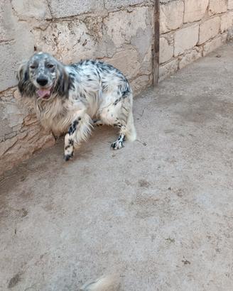 Setter inglese