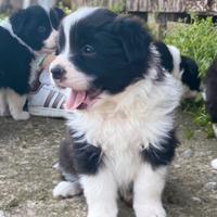 Cuccioli di border collie