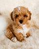 eva-maltipoo-figli-di-barbone-mini-toy