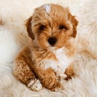 EVA maltipoo figli di barbone mini toy