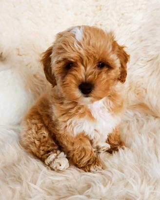 EVA maltipoo figli di barbone mini toy