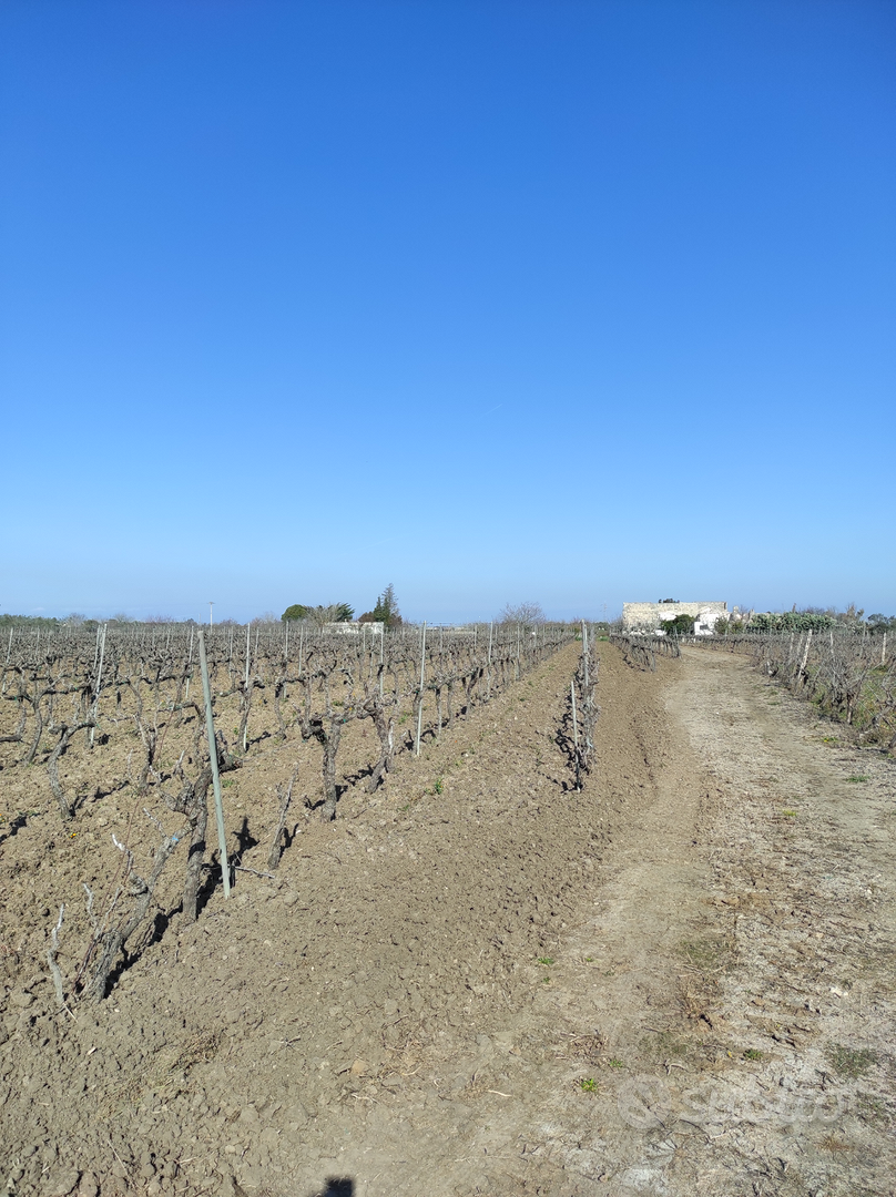 Terreno con vigneto - Vista 3